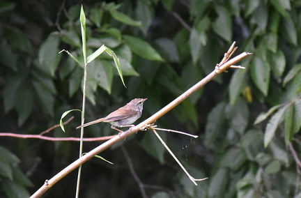 ウグイス2020.07.19平塚（撮影　岡根武彦）