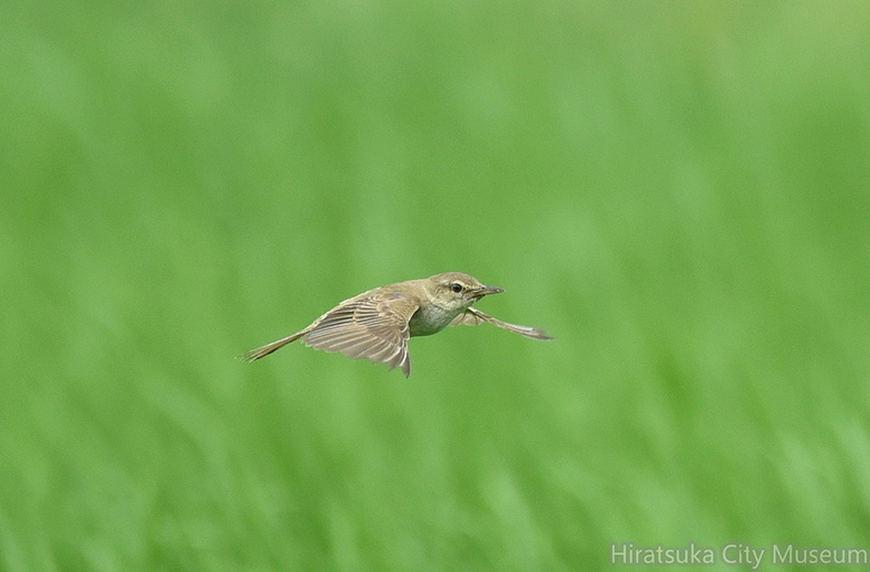 オオヨシキリ2020.07.13平塚（撮影　岡根武彦）.jpg