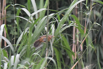 ガビチョウ2020.07.29平塚（撮影　岡根武彦）