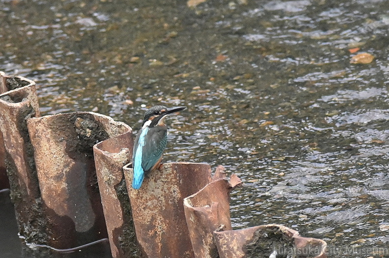カワセミ♂若鳥2020.07.08平塚（撮影　岡根武彦）.jpg