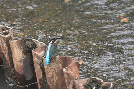 カワセミ♂若鳥2020.07.08平塚（撮影　岡根武彦）