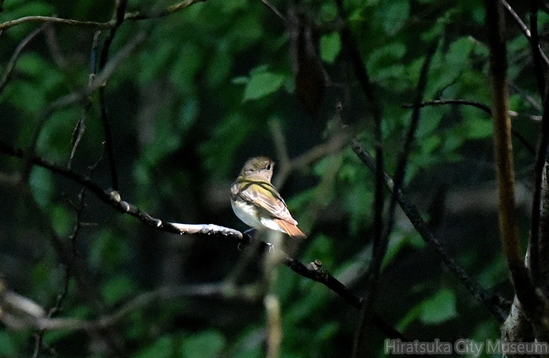 キビタキ♀2020.07.02平塚（撮影　岡根武彦）.jpg