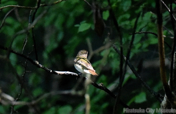 キビタキ♀2020.07.02平塚（撮影　岡根武彦）