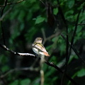 キビタキ♀2020.07.02平塚（撮影　岡根武彦）
