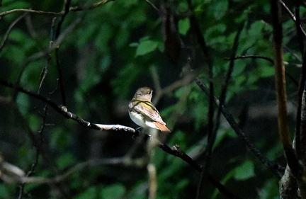 キビタキ♀2020.07.02平塚（撮影　岡根武彦）