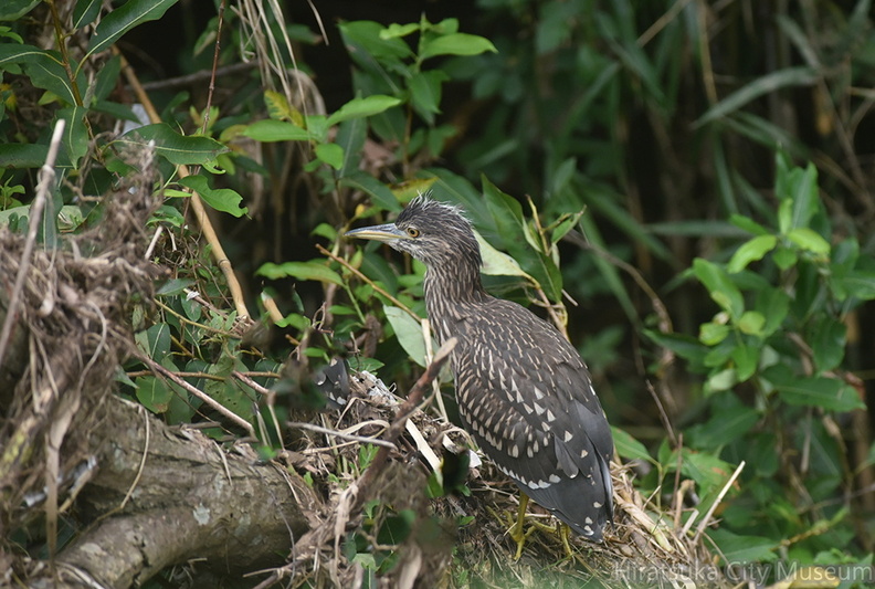 ゴイサギ幼鳥2020.07.27平塚（撮影　岡根武彦）.jpg