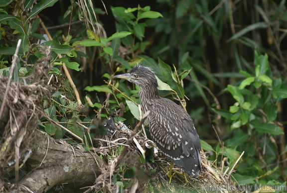 ゴイサギ幼鳥2020.07.27平塚（撮影　岡根武彦）