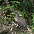 ゴイサギ幼鳥2020.07.27平塚（撮影　岡根武彦）