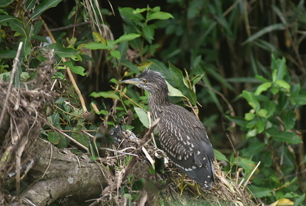 ゴイサギ幼鳥2020.07.27平塚（撮影　岡根武彦）