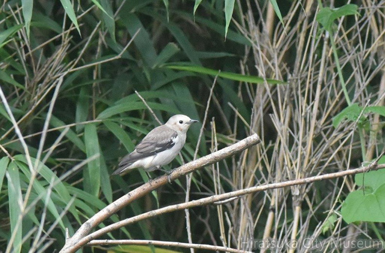 コムクドリ♀2020.07.29平塚（撮影　岡根武彦）.jpg