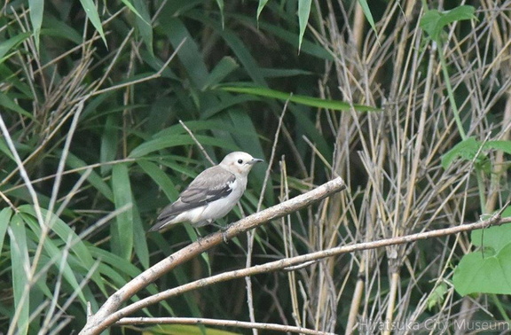 コムクドリ♀2020.07.29平塚（撮影　岡根武彦）