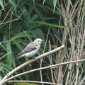 コムクドリ♀2020.07.29平塚（撮影　岡根武彦）