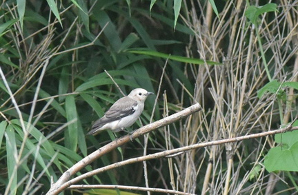 コムクドリ♀2020.07.29平塚（撮影　岡根武彦）