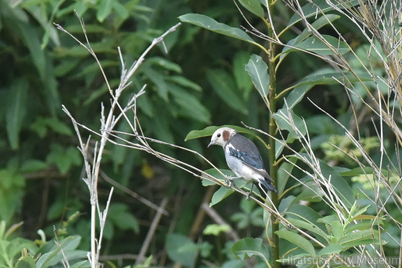 コムクドリ♂2020.07.29平塚（撮影　岡根武彦）
