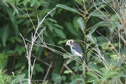 コムクドリ♂2020.07.29平塚（撮影　岡根武彦）