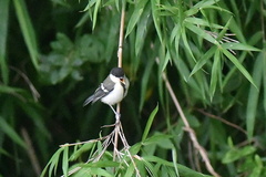 シジュウカラ幼鳥2020.07.15平塚（撮影　岡根武彦）