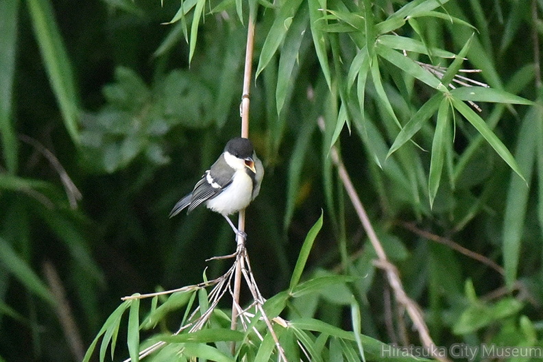シジュウカラ幼鳥2020.07.15平塚（撮影　岡根武彦）.jpg