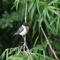 シジュウカラ幼鳥2020.07.15平塚（撮影　岡根武彦）
