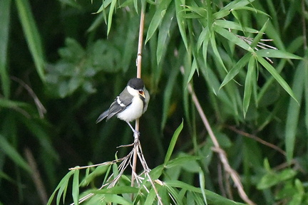 シジュウカラ幼鳥2020.07.15平塚（撮影　岡根武彦）