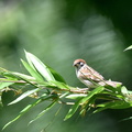 スズメ幼鳥2020.07.02平塚（撮影　岡根武彦）