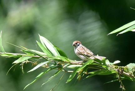 スズメ幼鳥2020.07.02平塚（撮影　岡根武彦）