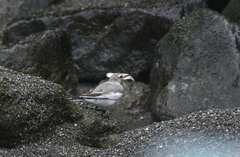 ハクセキレイ幼鳥2020.07.21平塚（撮影　岡根武彦）