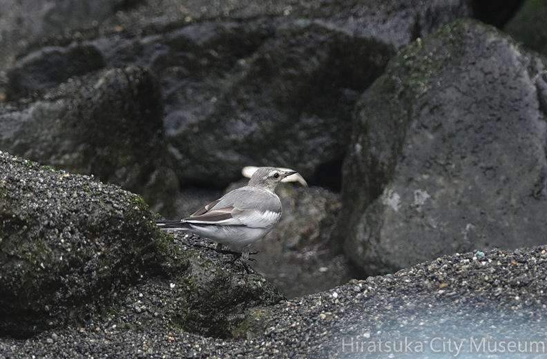 ハクセキレイ幼鳥2020.07.21平塚（撮影　岡根武彦）.jpg