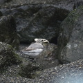 ハクセキレイ幼鳥2020.07.21平塚（撮影　岡根武彦）