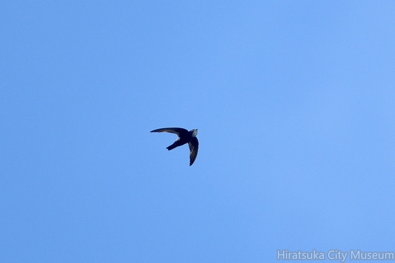 ヒメアマツバメ2020.07.26平塚（撮影　岡根武彦）.jpg