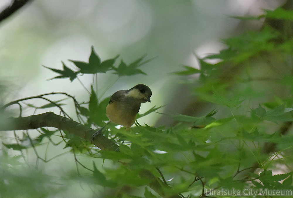ヤマガラ幼鳥2020.07.19平塚（撮影　岡根武彦）