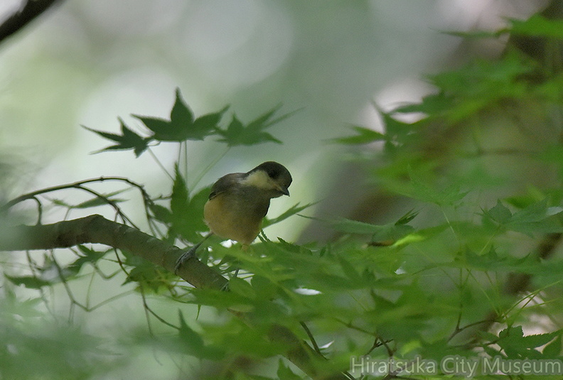 ヤマガラ幼鳥2020.07.19平塚（撮影　岡根武彦）.jpg