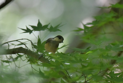 ヤマガラ幼鳥2020.07.19平塚（撮影　岡根武彦）