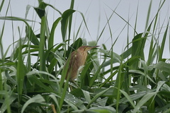 ヨシゴイ♀2020.07.13平塚（撮影　岡根武彦）