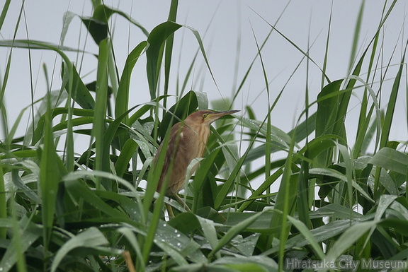 ヨシゴイ♀2020.07.13平塚（撮影　岡根武彦）