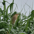 ヨシゴイ♀2020.07.13平塚（撮影　岡根武彦）