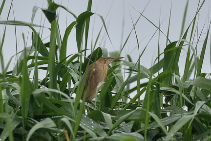 ヨシゴイ♀2020.07.13平塚（撮影　岡根武彦）