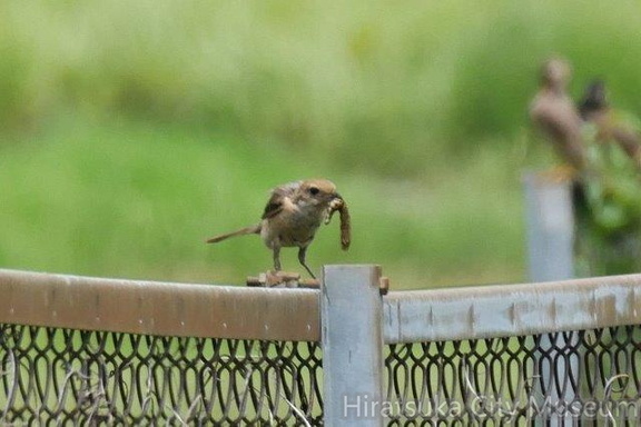 ヨトウムシを捕ったモズ♀2020.06.29平塚（撮影　鈴木真由美）