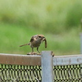 ヨトウムシを捕ったモズ♀2020.06.29平塚（撮影　鈴木真由美）