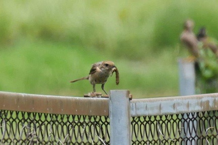 ヨトウムシを捕ったモズ♀2020.06.29平塚（撮影　鈴木真由美）