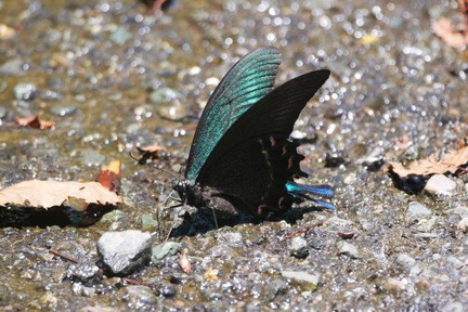 吸水するミヤマカラスアゲハ2020.07.02伊勢原（撮影　鈴木真由美）