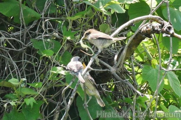 カナヘビを貰ったモズ幼鳥2020.06.29平塚（撮影　鈴木真由美）
