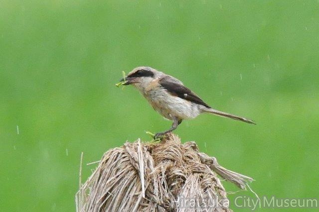 カマキリを食べるモズ♂2020.07.13平塚（撮影　鈴木真由美）.jpg