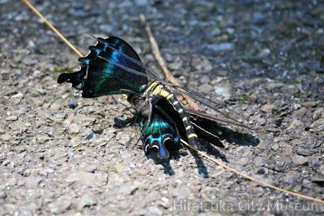 ミヤマカラスアゲハを狩るコオニヤンマ2020.07.02伊勢原（撮影　鈴木真由美）.jpg