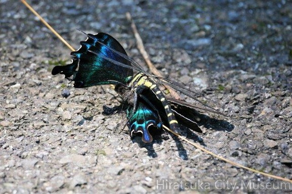 ミヤマカラスアゲハを狩るコオニヤンマ2020.07.02伊勢原（撮影　鈴木真由美）
