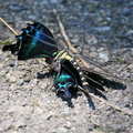 ミヤマカラスアゲハを狩るコオニヤンマ2020.07.02伊勢原（撮影　鈴木真由美）