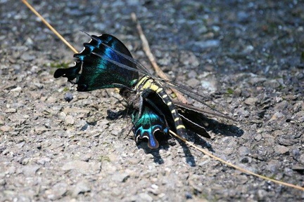 ミヤマカラスアゲハを狩るコオニヤンマ2020.07.02伊勢原（撮影　鈴木真由美）