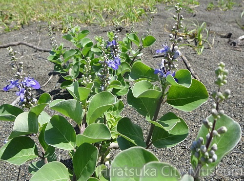 ハマゴウ2020.07.02平塚（撮影　松本富美江）.jpg