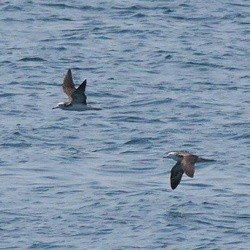 平塚と周辺の鳥（撮影　鈴木真由美）