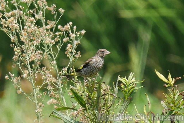カワラヒワ幼鳥2020.08.19平塚（撮影　鈴木真由美）.jpg