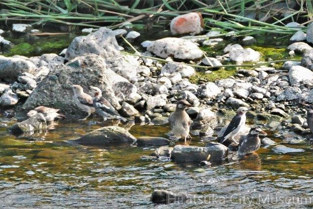 コムクドリ、ムクドリ2020.08.14平塚（撮影　鈴木真由美）